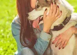 husky.webp