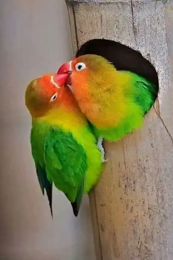 1690777050208.webp