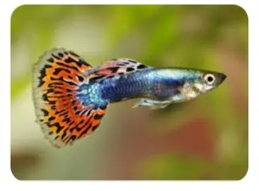 Screenshot_20230801_211426_Google.webp