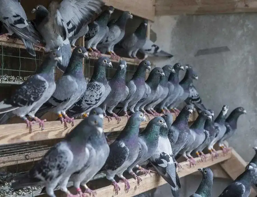 Palomas.webp Palomas.webp