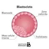 Blastocito.webp