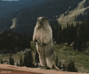 marmot-isma.gif