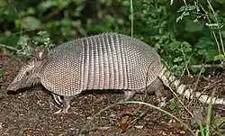 Nine-banded_Armadillo.webp