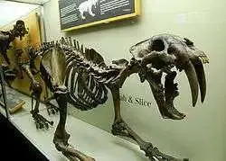 Smilodon_californicus_-_Slice_and_stab.webp