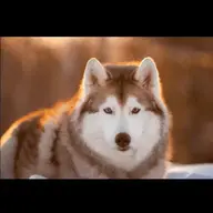 LOBO