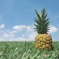djalonso