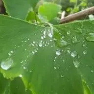 rosinante