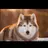 LOBO