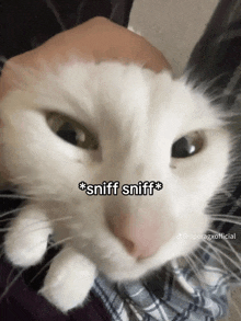 sniff-sniff-cat.gif